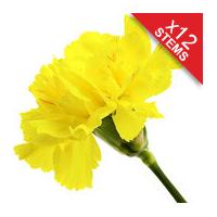 12 Classic Yellow Carnations