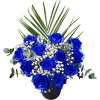 12 Blue Roses