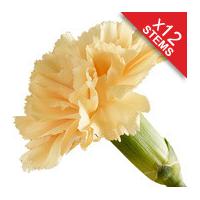 12 Classic Peach Carnations