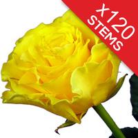 120 Yellow Roses