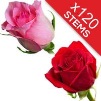 120 Red and Pink Roses