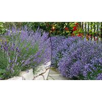 12 x English Lavender Munstead Plants