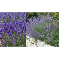 12 English Lavender \'Munstead\' Plants