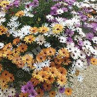 12 sunbrella osteospermum plug plants