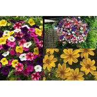 12 instead of 1999 from blooming direct for a twenty pack of garden re ...