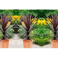 £12 instead of £38.99 (from Plant Store) for a trio of Purple Tower Cordyline palms, £19.99 for two trio sets - save up to 69%