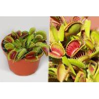 £12 instead of £28.98 (from PlantStore) for two Venus flytraps - save 59%