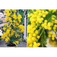 £12 instead of £24.98 (from Plant Store) for two exotic mimosa tree plants - save 52%
