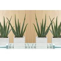 12 instead of 2998 from plant store for two aloe vera plant save 60