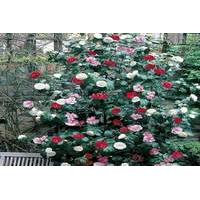 1299 instead of from 1899 from plantstore for a camellia tricolour shr ...