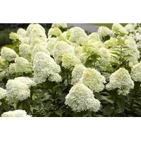 £12 instead of £15.99 (from Plant Store) for one potted Hydrangea Paniculata Limelight, or £17.99 for two pots - save up to 25%