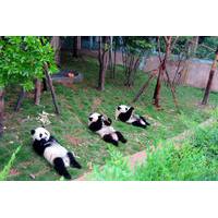 13-Day Grand China with Pandas Join-in Tour: Beijing, Xian, Chengdu, Yangtze River Cruise and Shanghai