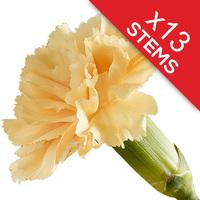 13 Classic Peach Carnations