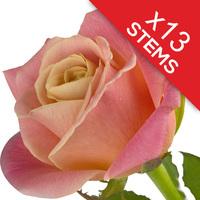 13 Peach Roses