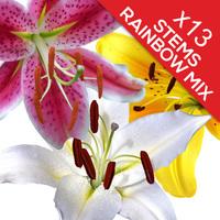 13 Classic Mixed Lilies