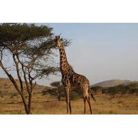 14 Day Tanzania Private Family Safari: Serengeti Ngorongoro Crater, Masai Village, Lake Manyara, Moshi and Zanzibar