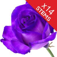 14 Purple Roses