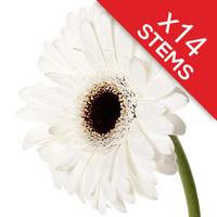 14 Classic White Gerberas