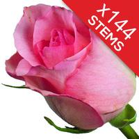 144 Pink Roses