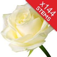 144 White Roses