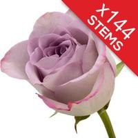 144 Lilac Roses