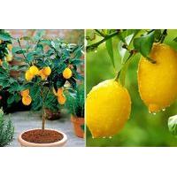 1499 instead of 3999 from plant store for two mediterranean citrus tre ...