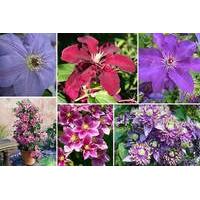 £14 instead of £28.97 (from Plant Store) for a collection of three Fantasy Clematis Plants - save 52%
