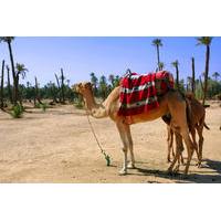 1.5-Hour Small-Group Camel Ride Excursion to Palm Grove from Marrakech