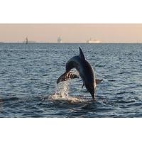 1.5-hour Dolphin Sightseeing Cruise from Tampa