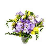 15 Assorted Freesia