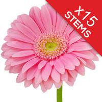 15 Classic Pink Gerberas