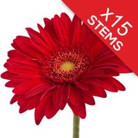 15 Classic RED Gerberas
