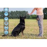 15 instead of 175 for an online icoes accredited dog behaviour and tra ...