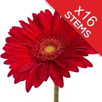 16 classic red gerberas