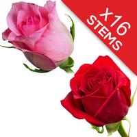 16 Red and Pink Roses