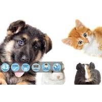 16 instead of 175 for an online animal care business course from holly ...
