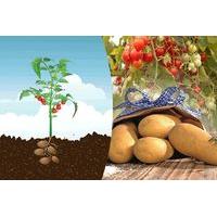 £16 instead of £25.98 (from Blooming Direct) for two PotaTom tomato and potato plants - save 38%