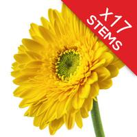 17 Classic Yellow Gerberas