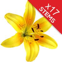 17 Classic Yellow Lilies