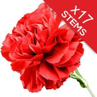 17 Classic RED Carnations