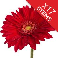 17 Classic RED Gerberas
