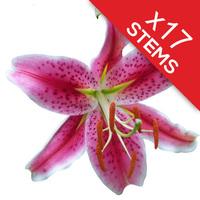 17 Classic Pink Lilies