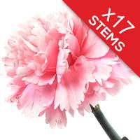 17 Classic Pink Carnations