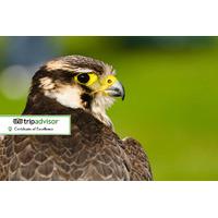 £17 for a two-hour falconry experience for one person, or £29 for two people with S & D Falconry, Stratford-upon-Avon