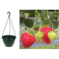 £17.99 instead of £29 (from Gardening Direct) for a two pre-planted Strawberry Finesse hanging baskets - save 38%