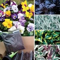 18 trailing plants free compost kit