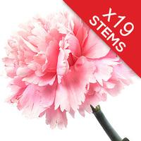 19 Classic Pink Carnations