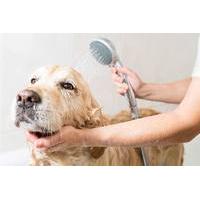 19 instead of 199 for a bac accredited online dog and cat grooming cou ...