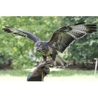 19 instead of 55 for a two hour falconry experience for one person 29  ...