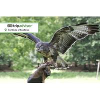 £19 for a one-hour \'hawk walk\' birds of prey experience for one person, or £29 for two people at Stockley Birds of Prey - choose from two locations an
